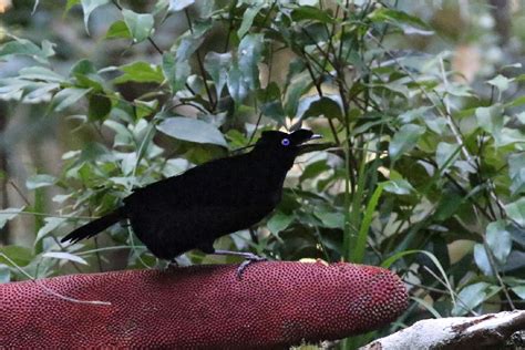 天堂鳥 蟲